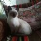 Молодая сиамская кошка объявление Отдам даром уменьшенное изображение 6
