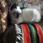 Молодая сиамская кошка объявление Отдам даром уменьшенное изображение 4