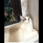 Невский маскарадный котенок объявление Продам уменьшенное изображение 1