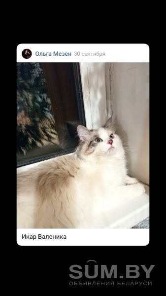 Невский маскарадный котенок объявление Продам уменьшенное изображение 