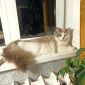 Невский маскарадный котенок объявление Продам уменьшенное изображение 2