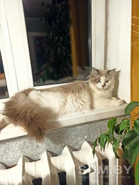 Невский маскарадный котенок объявление Продам уменьшенное изображение 
