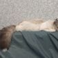 Невский маскарадный котенок объявление Продам уменьшенное изображение 3