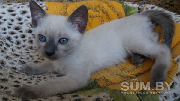Тайские котята объявление Продам уменьшенное изображение 