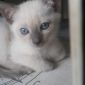 Тайские котята объявление Продам уменьшенное изображение 3