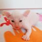 Котёнок Корниш Рекс объявление Продам уменьшенное изображение 2