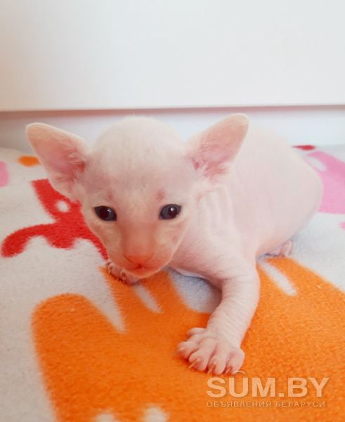 Котёнок Корниш Рекс объявление Продам уменьшенное изображение 