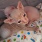 Котёнок Корниш Рекс объявление Продам уменьшенное изображение 3