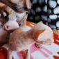 Котёнок Корниш Рекс объявление Продам уменьшенное изображение 4