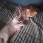 Шикарные британские котята редких эксклюзивных окрасов объявление Продам уменьшенное изображение 4