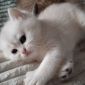 Шикарные британские котята редких эксклюзивных окрасов объявление Продам уменьшенное изображение 3