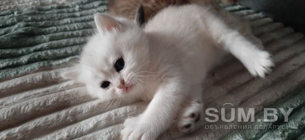 Шикарные британские котята редких эксклюзивных окрасов объявление Продам уменьшенное изображение 