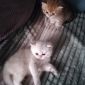 Шикарные британские котята редких эксклюзивных окрасов объявление Продам уменьшенное изображение 5