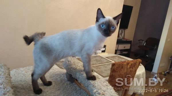 Котёнок Той-боб объявление Продам уменьшенное изображение 
