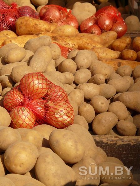 Продам картофель домашний объявление Продам уменьшенное изображение 