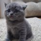 Британские короткошерстные котята объявление Продам уменьшенное изображение 2
