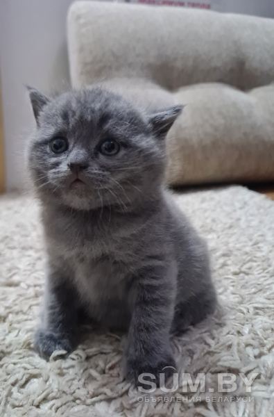 Британские короткошерстные котята объявление Продам уменьшенное изображение 