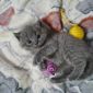 Британские короткошерстные котята объявление Продам уменьшенное изображение 3