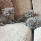 Британские короткошерстные котята объявление Продам уменьшенное изображение 5