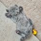 Британские короткошерстные котята объявление Продам уменьшенное изображение 6