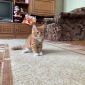 Кошки Мейн-кун объявление Продам уменьшенное изображение 1