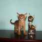 Абиссинские котята объявление Продам уменьшенное изображение 4