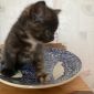 Котята Британской кошки объявление Продам уменьшенное изображение 4