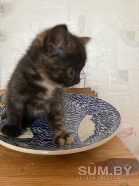 Котята Британской кошки объявление Продам уменьшенное изображение 