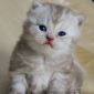 Британский котенок мальчик объявление Продам уменьшенное изображение 1