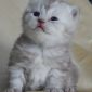 Британский котенок мальчик объявление Продам уменьшенное изображение 2