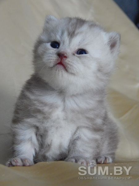Британский котенок мальчик объявление Продам уменьшенное изображение 