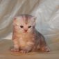 Британский котенок мальчик объявление Продам уменьшенное изображение 3