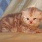 Британский котенок мальчик объявление Продам уменьшенное изображение 4