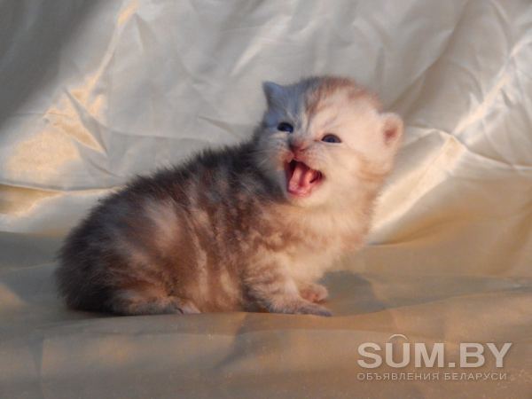 Британский котенок мальчик объявление Продам уменьшенное изображение 