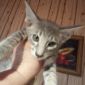 Продаётся ориентальная кошка объявление Продам уменьшенное изображение 2