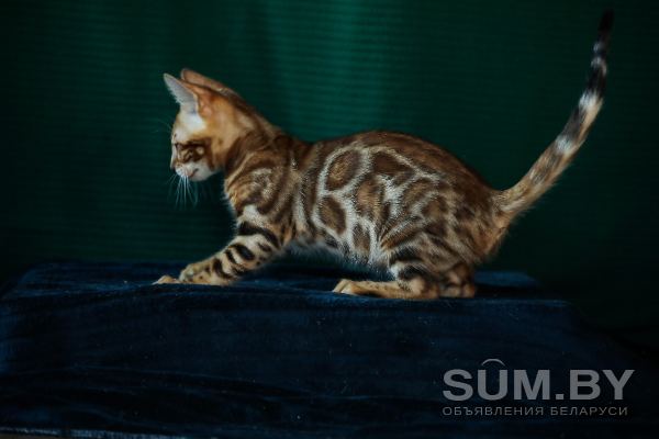 Бенгальские котята объявление Продам уменьшенное изображение 