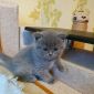 Британские короткошёрстые котята , голубого окраса объявление Продам уменьшенное изображение 2