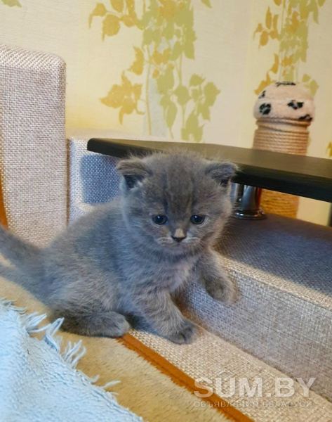 Британские короткошёрстые котята , голубого окраса объявление Продам уменьшенное изображение 
