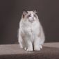 Клубный котёнок рэгдолл объявление Продам уменьшенное изображение 1