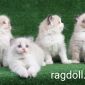 Клубный котёнок рэгдолл объявление Продам уменьшенное изображение 2
