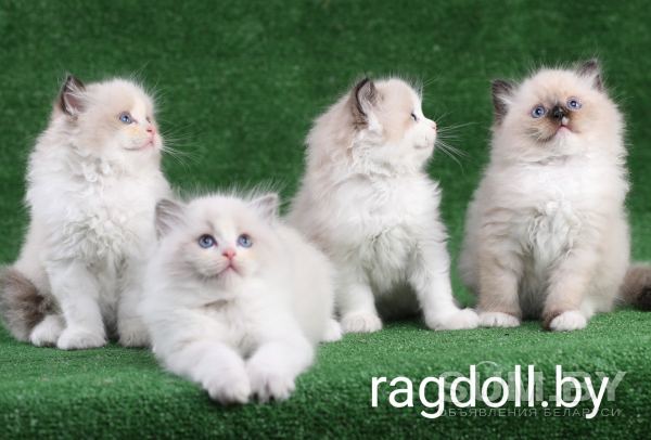 Клубный котёнок рэгдолл объявление Продам уменьшенное изображение 