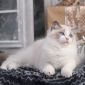 Клубный котёнок рэгдолл объявление Продам уменьшенное изображение 3