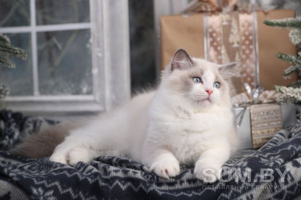 Клубный котёнок рэгдолл объявление Продам уменьшенное изображение 