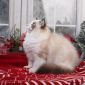 Клубный котёнок рэгдолл объявление Продам уменьшенное изображение 4