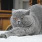 Вязка .Британский кот объявление Услуга уменьшенное изображение 3
