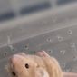 Декоративные сатиновые мышки объявление Продам уменьшенное изображение 5