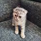 Шотландская кошка объявление Продам уменьшенное изображение 1