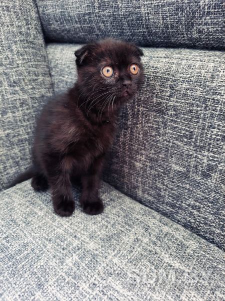 Шотландская кошка объявление Продам уменьшенное изображение 