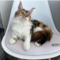 Чистокровные котята МЭЙН-КУН объявление Продам уменьшенное изображение 1