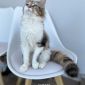 Чистокровные котята МЭЙН-КУН объявление Продам уменьшенное изображение 2